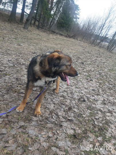 Выгул собак и передержка