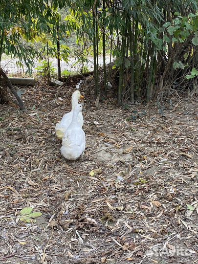 Селезень и утка