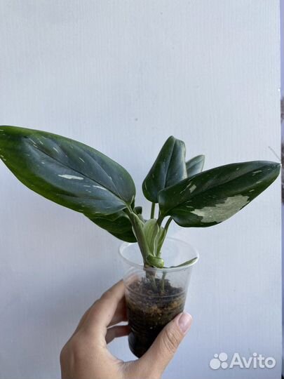 Монстера манки маск, рафидофора, филодендрон
