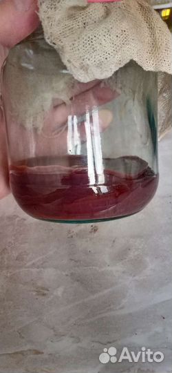 Чайный гриб (комбуча) и гриб (винный уксус)