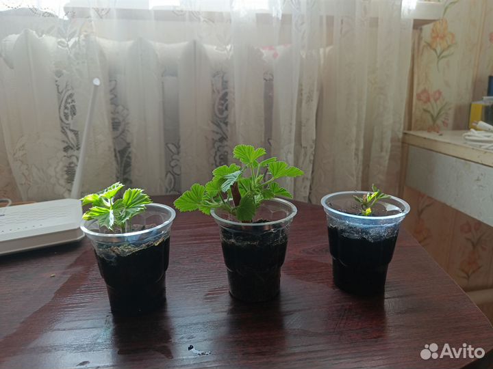 Герань пеларгония