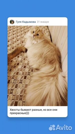 Британский длинношерстный золотой котик