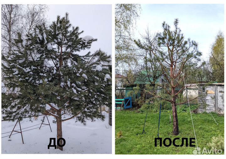 Обрезка деревьев