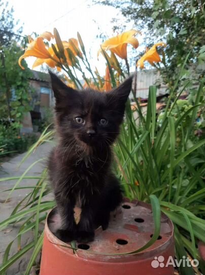 Котята мейн-кун