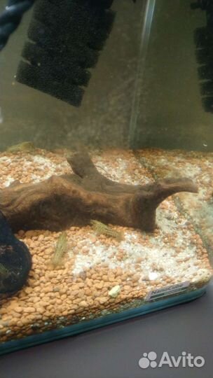 Мраморный рак