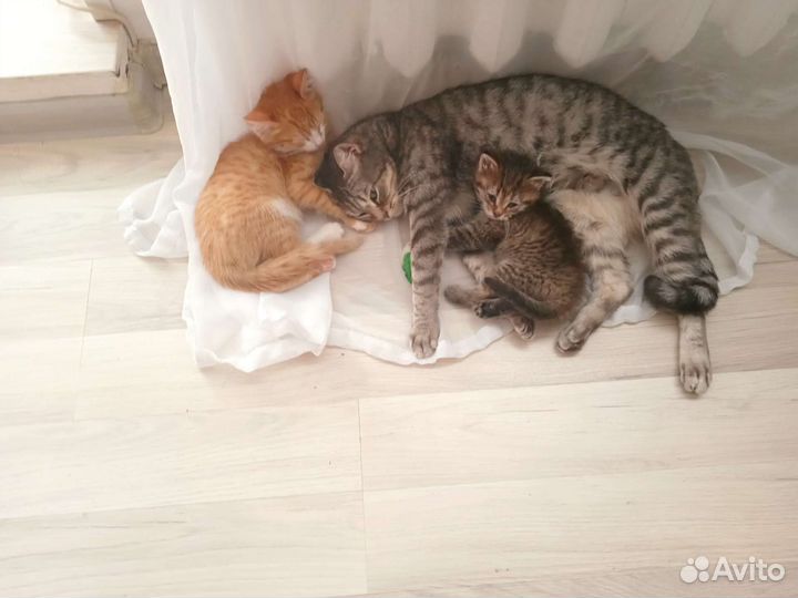 Котенок в дар бесплатно