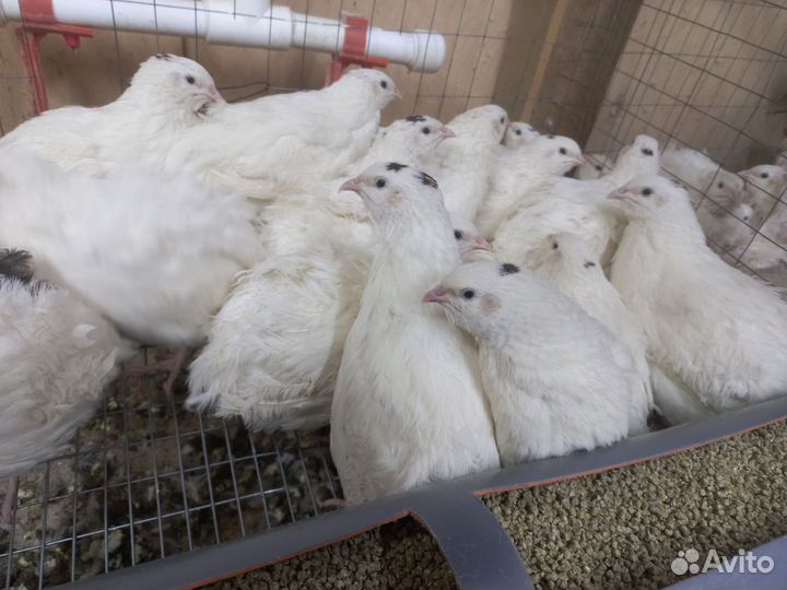 Перепела белый гигант