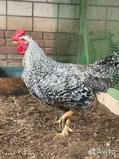 Петух Амрокс