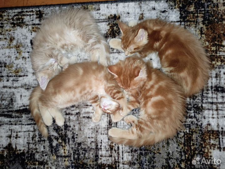 Котята мейн-кун