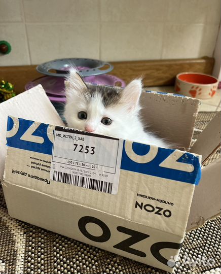 Котенок Тимурчик