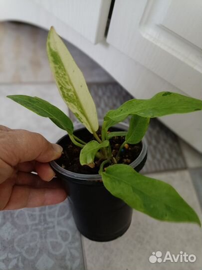 Антуриум вариегатный