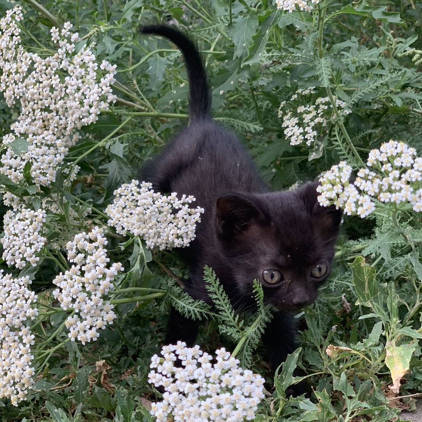 Котята бесплатно в добрые руки очень милые