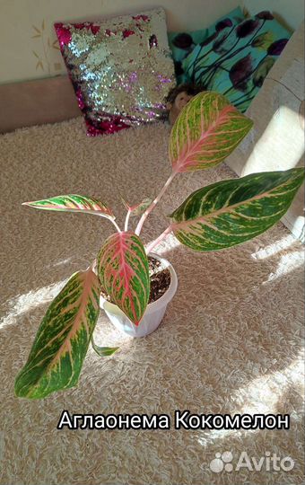 Аглаонемы разные