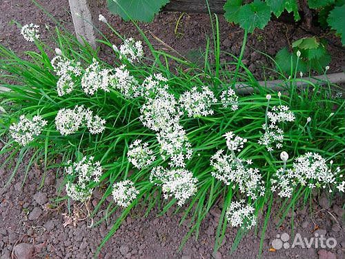 Лук многолетний