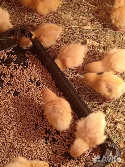 Перепелята Техас