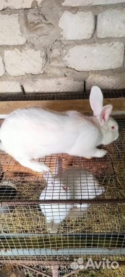 Кролики мясных пород