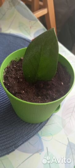 Замиокулькас