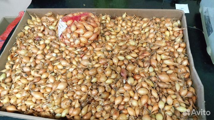 Продам лук севок Стурон