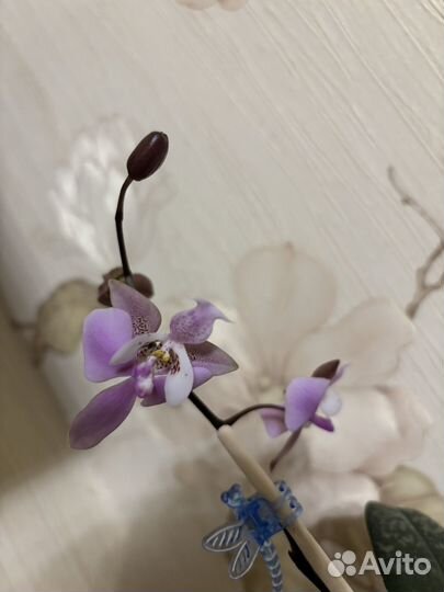 Орхидея фаленопсис шиллериана