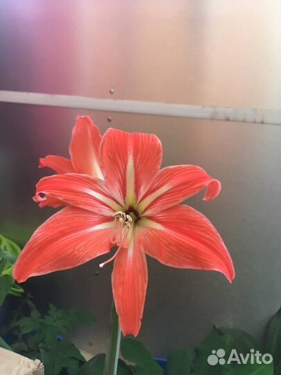 Гиппиаструм