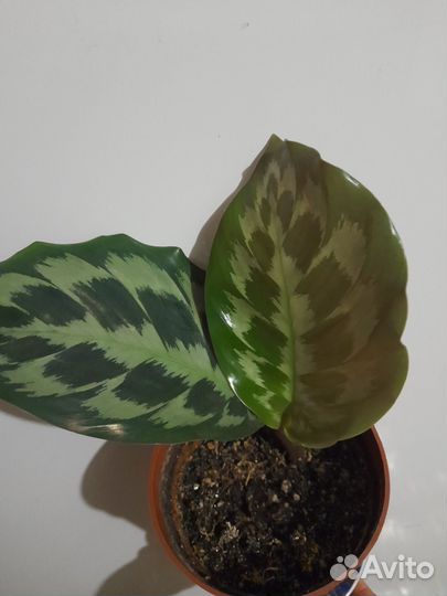 Калатея хелен кеннеди
