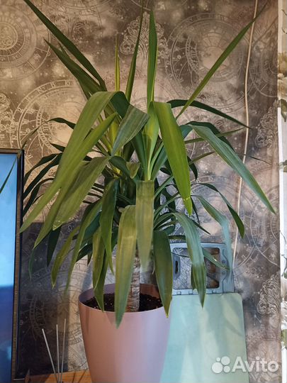 Юкка слоновая