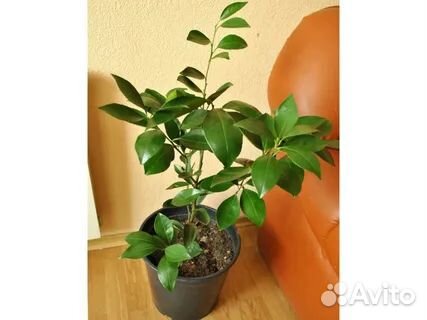 Мандариновое дерево