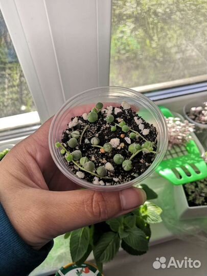 Крестовник роули вариегатный