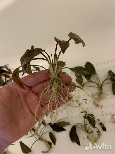 Криптокорина, разные виды