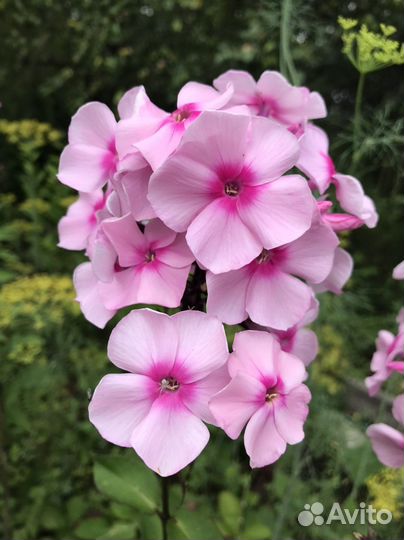 Флокс метельчатый