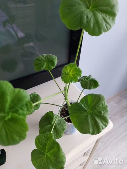 Пеларгония