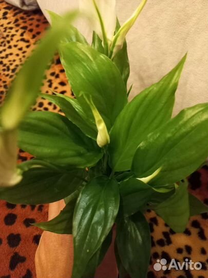 Спатифиллум Шопен