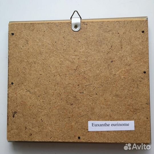 Бабочка Евксантский еврином в рамке