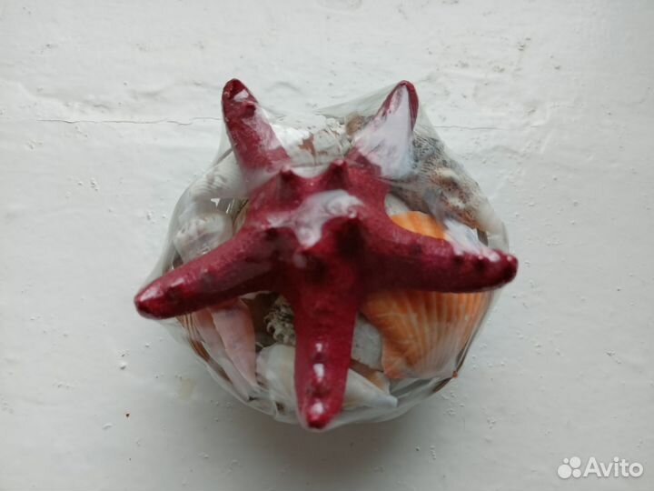 Морские ракушки раковины