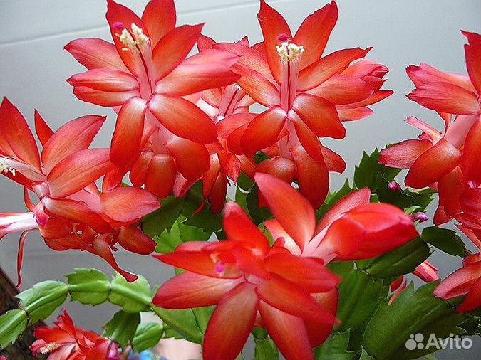 Сортовые декабристы