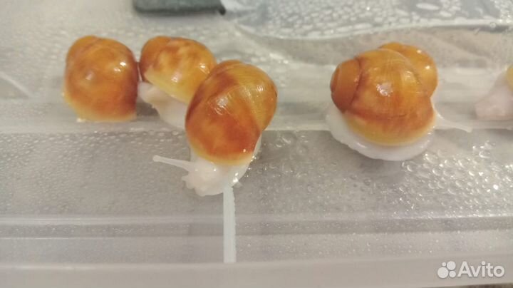 Улитки (малыши) архахатина паулаэрти. Редкий вид