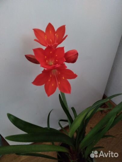 Амариллис