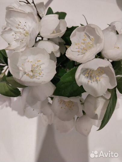 Жасмин садовый