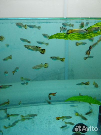 Аквариумные рыбки