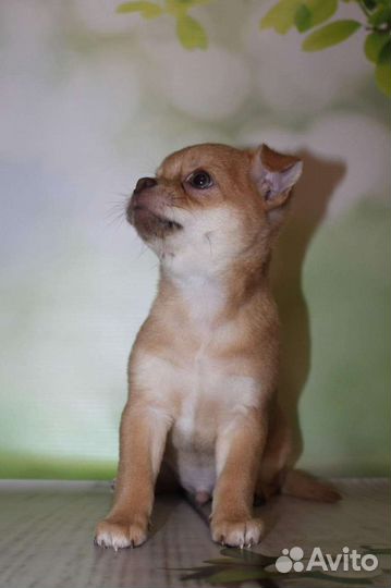 Малыш чихуахуа