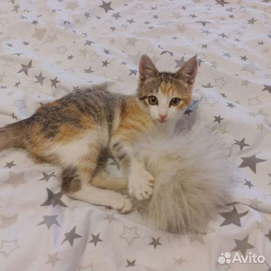 Кошка трехшерстная