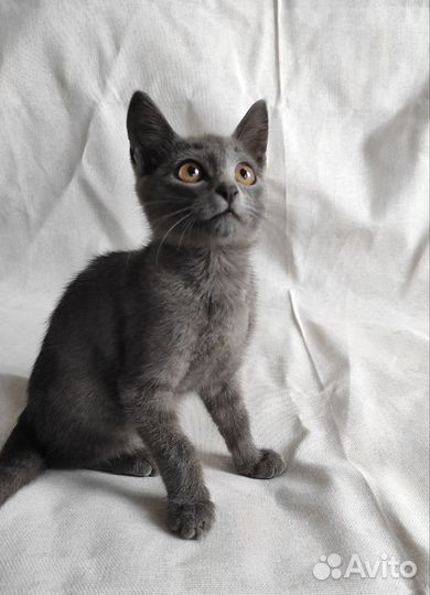 Котенок мальчик