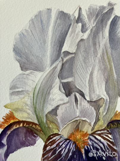 Картина акварель Ирис
