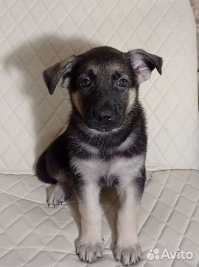 Щенки восточноевропейской овчарки