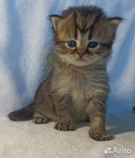 Британские котята