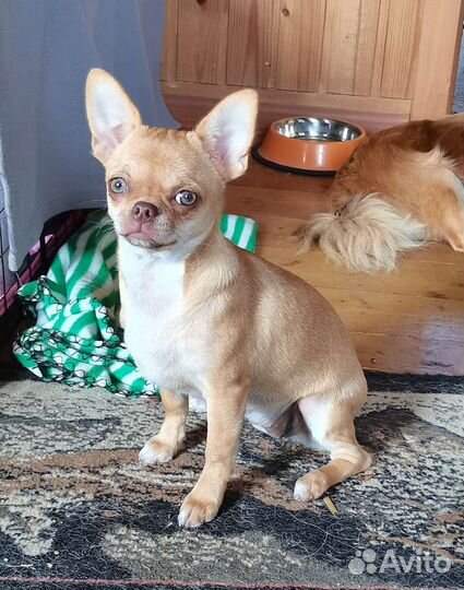 Подростки Чихуахуа