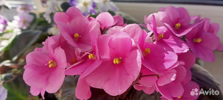 Фиалка (сенполия)