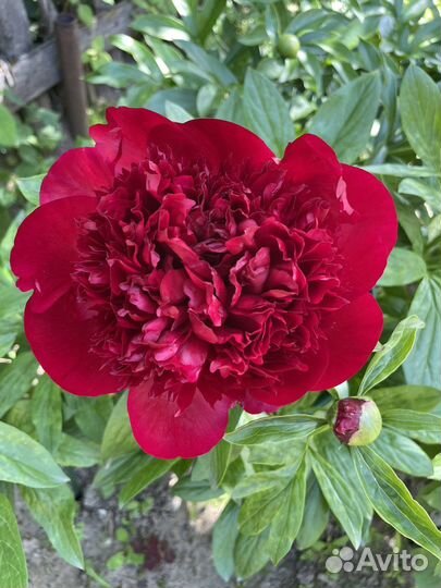 Пион Ред Чарм (взрослый куст)