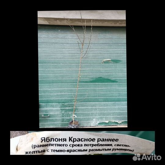 Плодовые деревья
