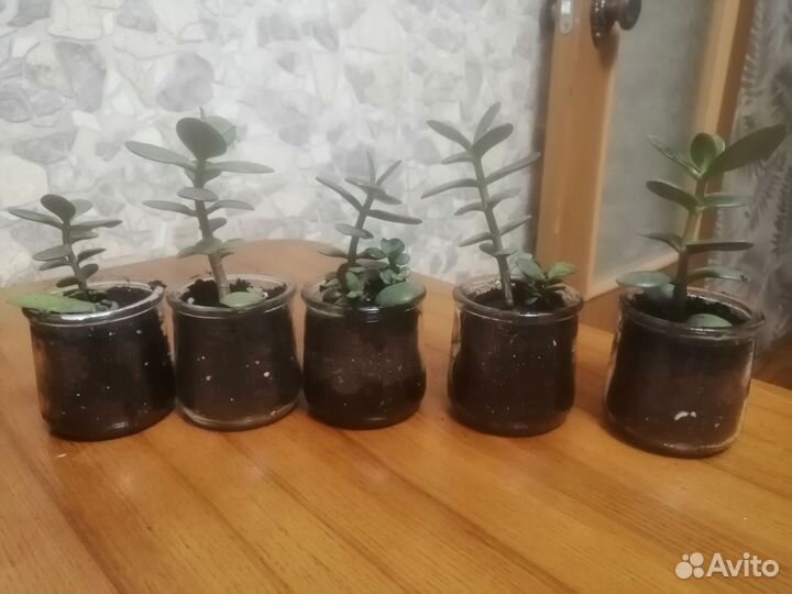 Крассула толстянка денежное